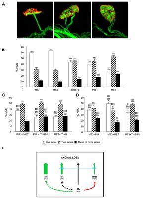 Presynaptic Muscarinic Acetylcholine Receptors and TrkB Receptor Cooperate in the Elimination of Redundant Motor Nerve Terminals during Development